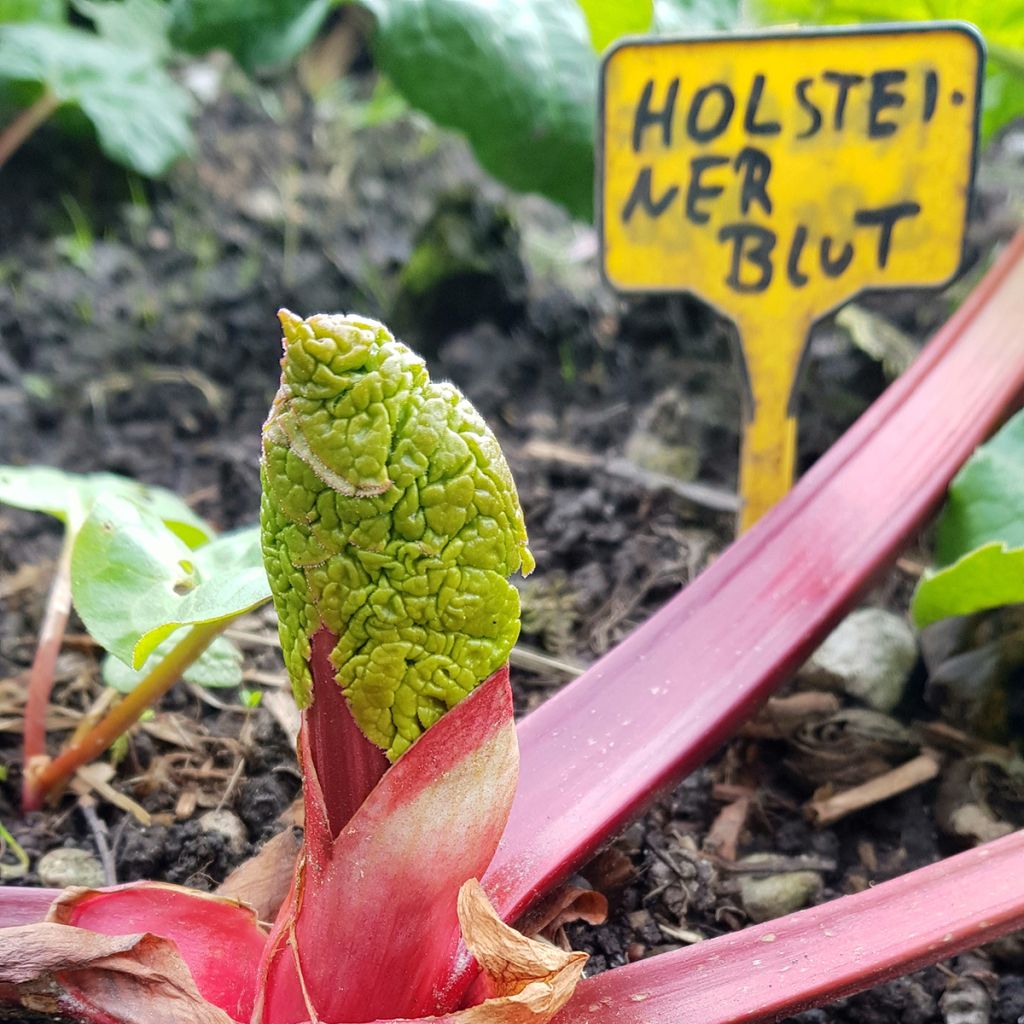 Rhubarbe Holsteiner Blut