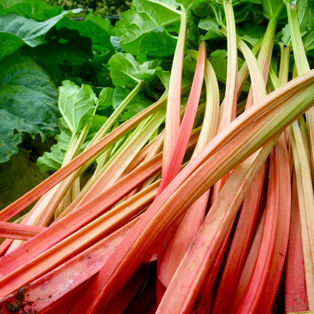 Rhubarbe Paragon Rouge - Rheum rhaponticum