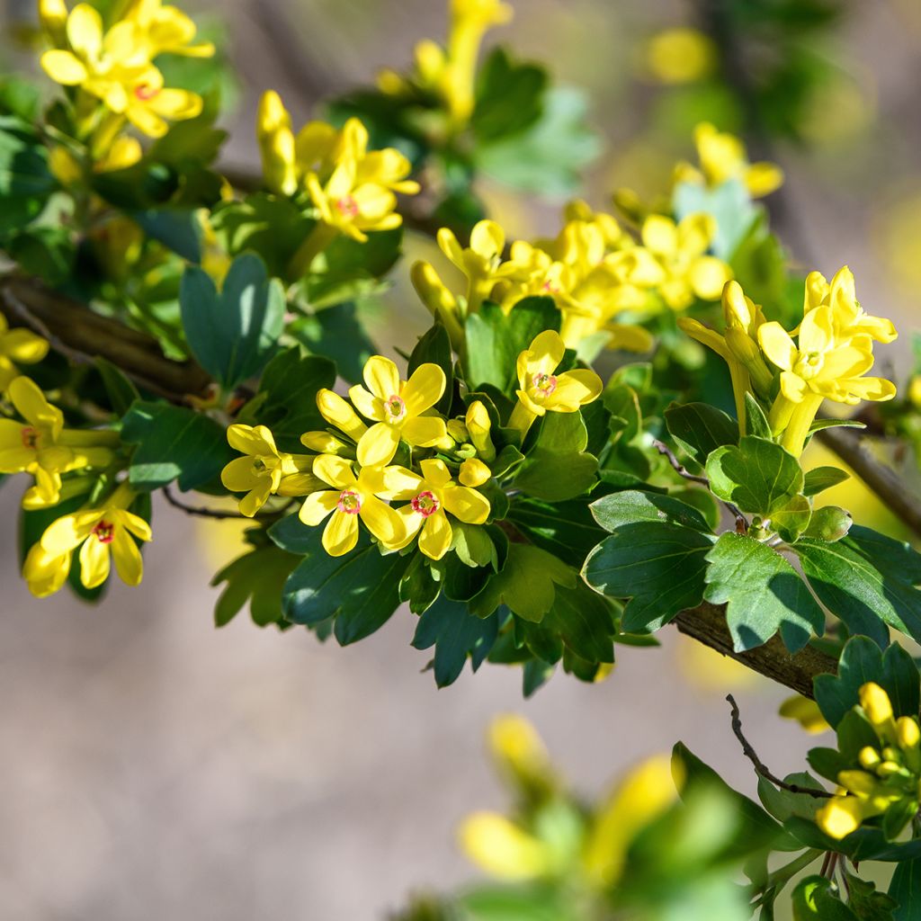 Ribes odoratum - Groseillier doré