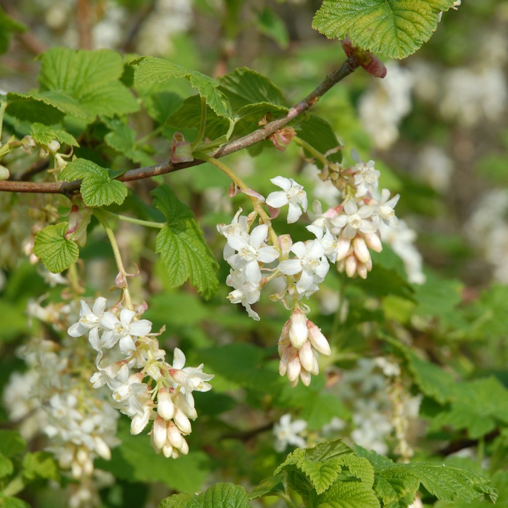 Ribes sanguineum White Icicle - Groseillier à fleurs blanches