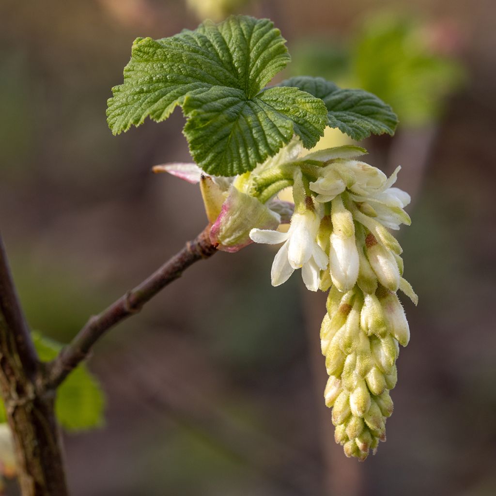 Ribes sanguineum White Icicle - Groseillier à fleurs blanches