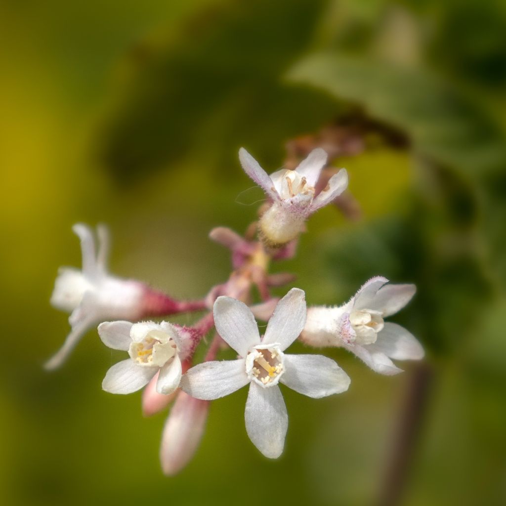 Ribes sanguineum White Icicle - Groseillier à fleurs blanches