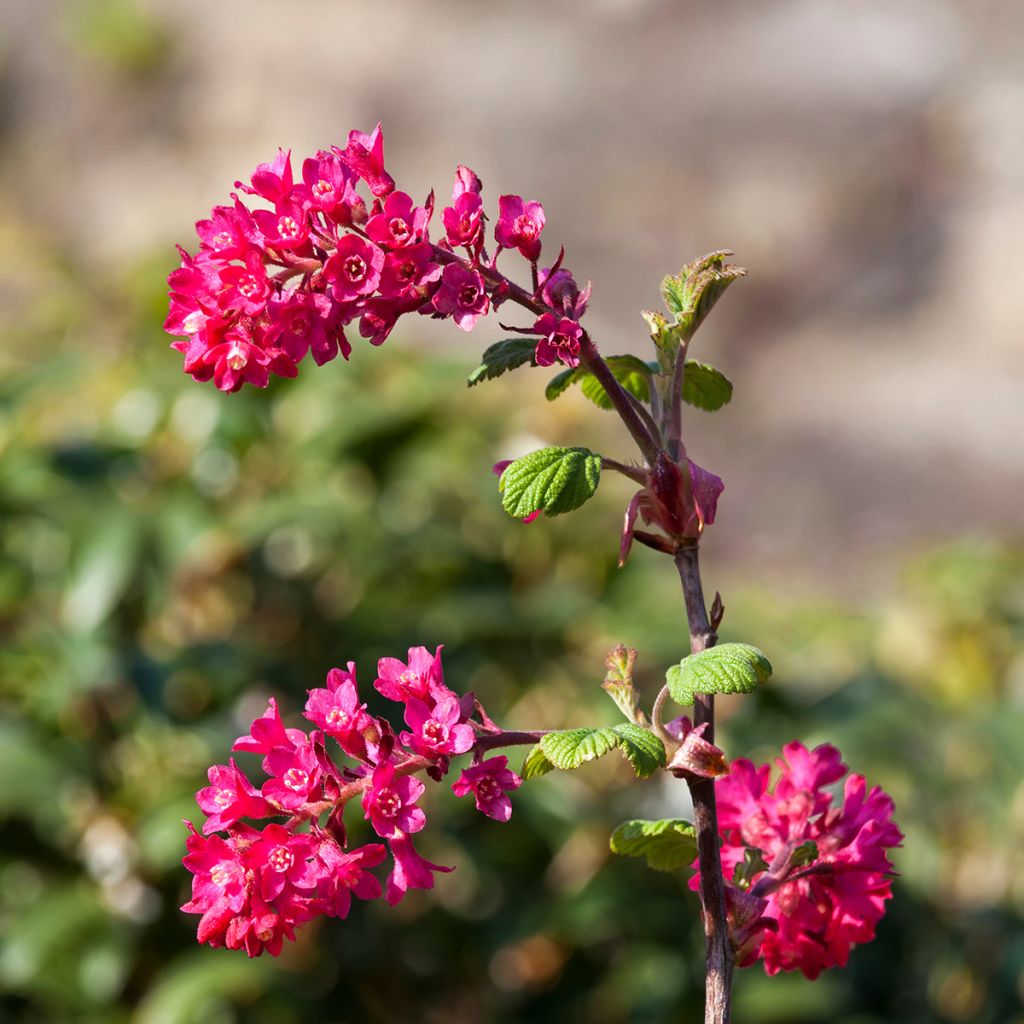 Ribes sanguineum Koja - Groseillier à fleurs