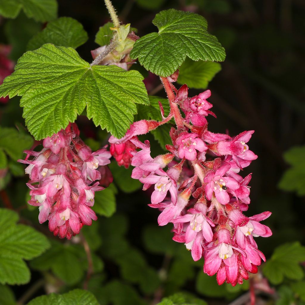 Groseillier à fleurs Pulborough Scarlet - Ribes sanguineum 