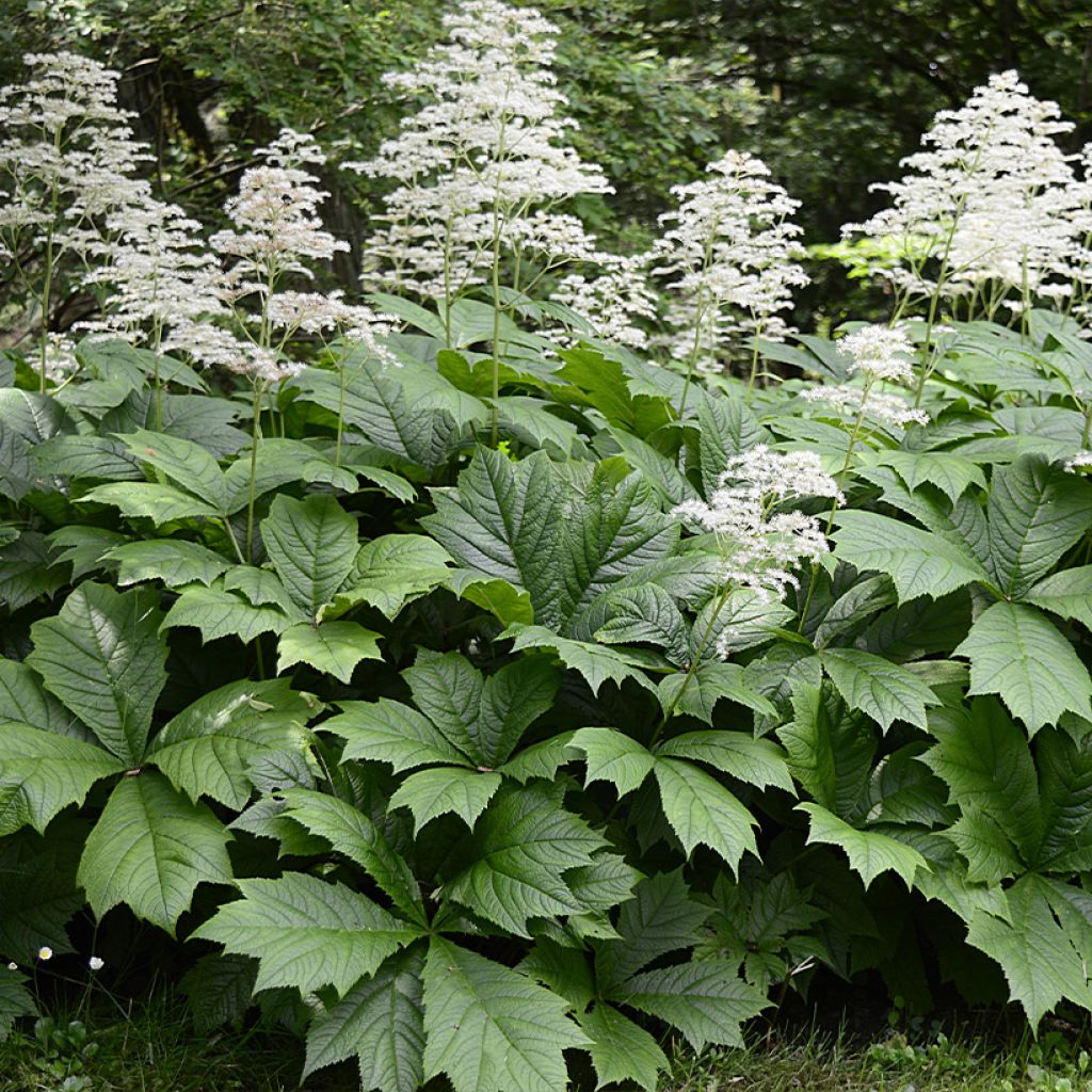 Rodgersia La Blanche - Rodgersia La Blanche
