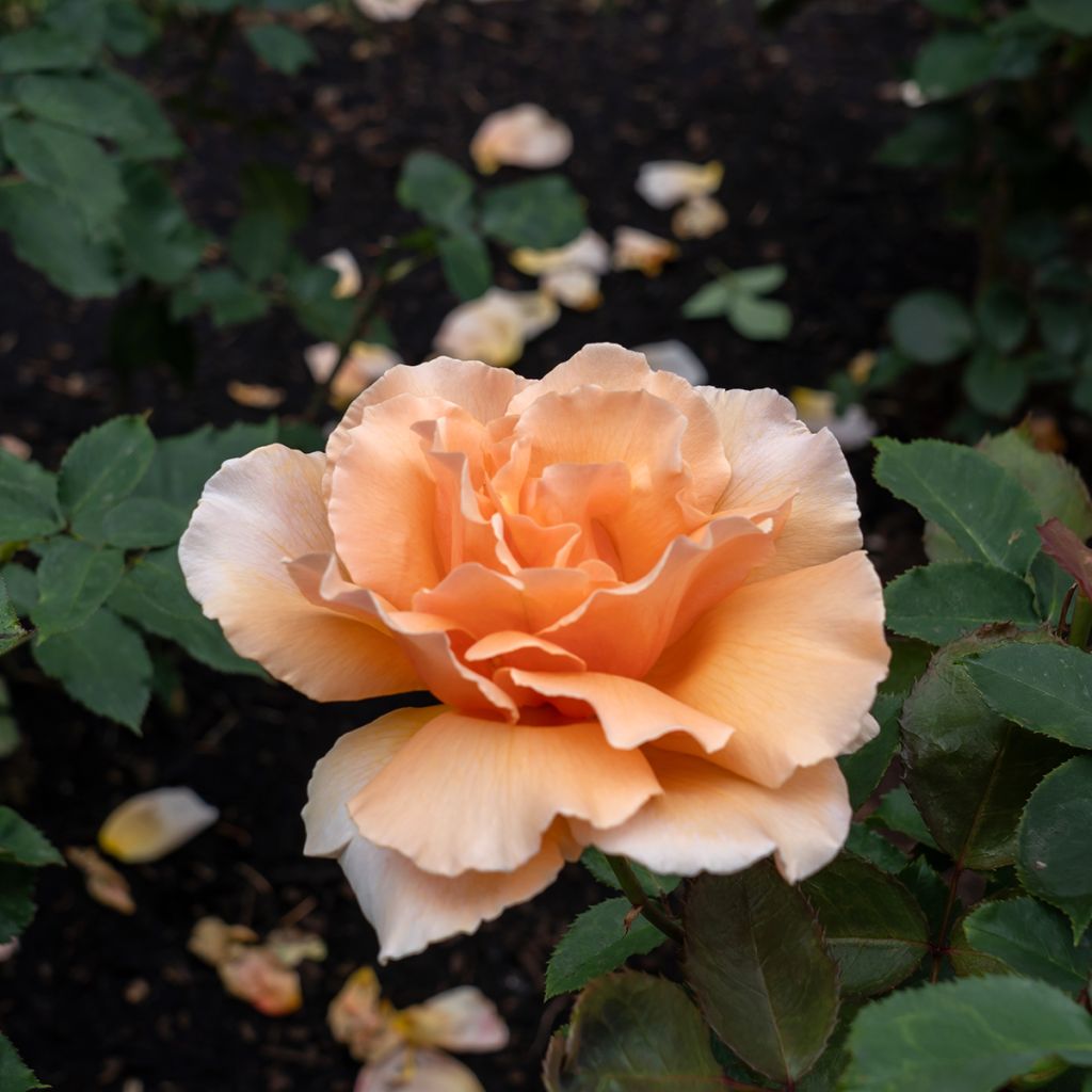 Rosier à grandes fleurs Just Joey