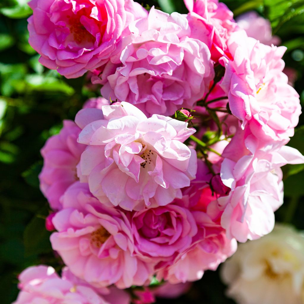 Rosier grimpant Siluetta Lavender