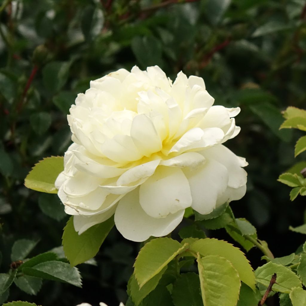 Rosier David Austin Imogen