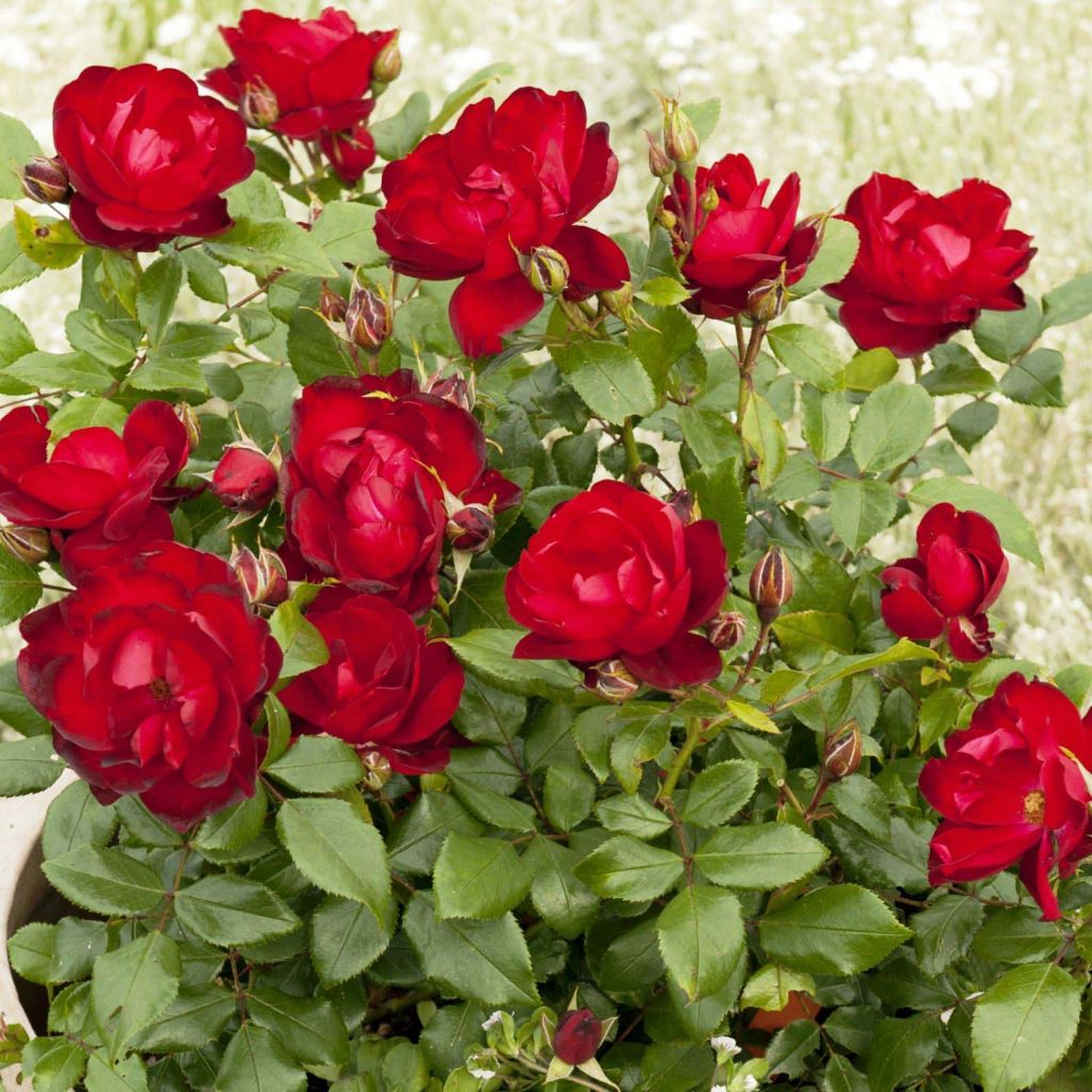 Rosier PATIOROSE® Milano®