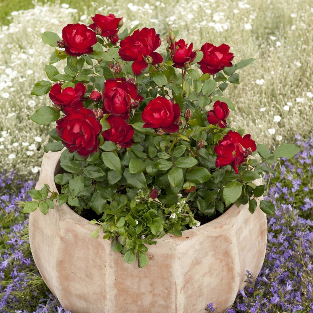 Rosier PATIOROSE® Milano®