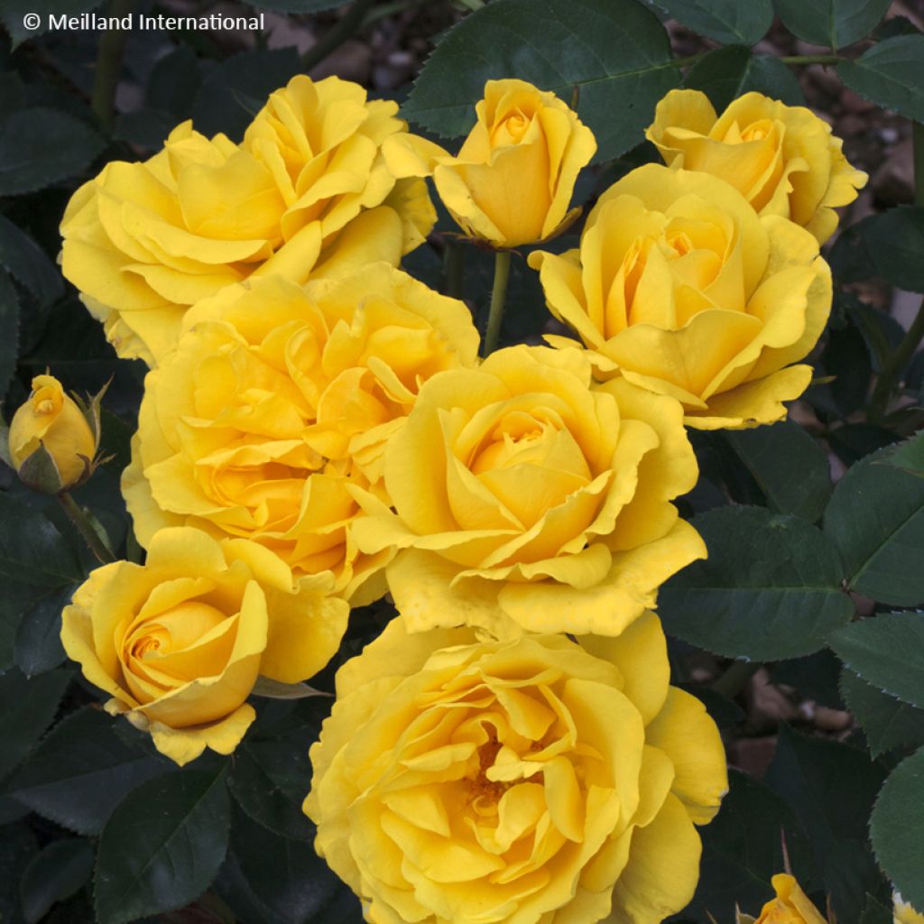 Rosier à fleurs groupées Carte d'Or