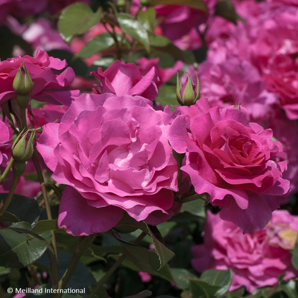 Rosier à fleurs groupées Manou Meilland