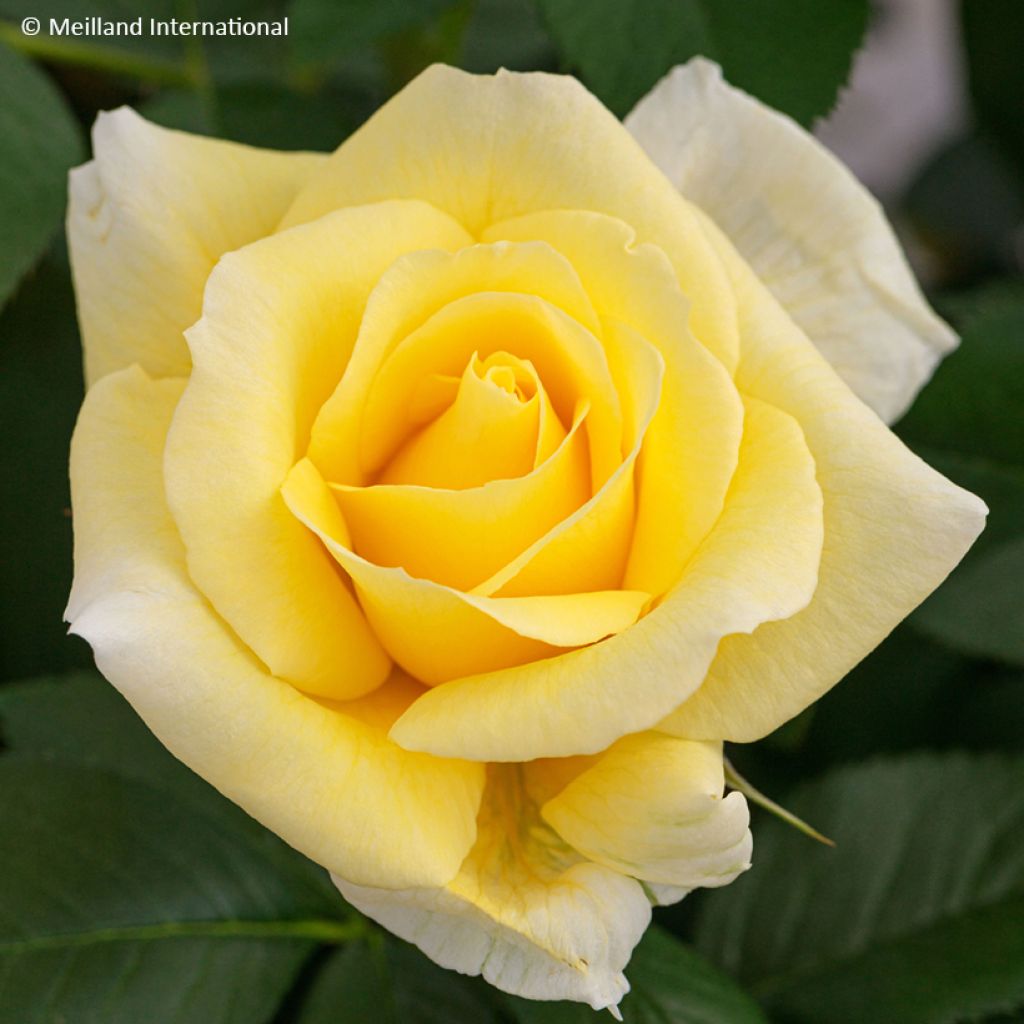 Rosier à fleurs groupées Rustica III