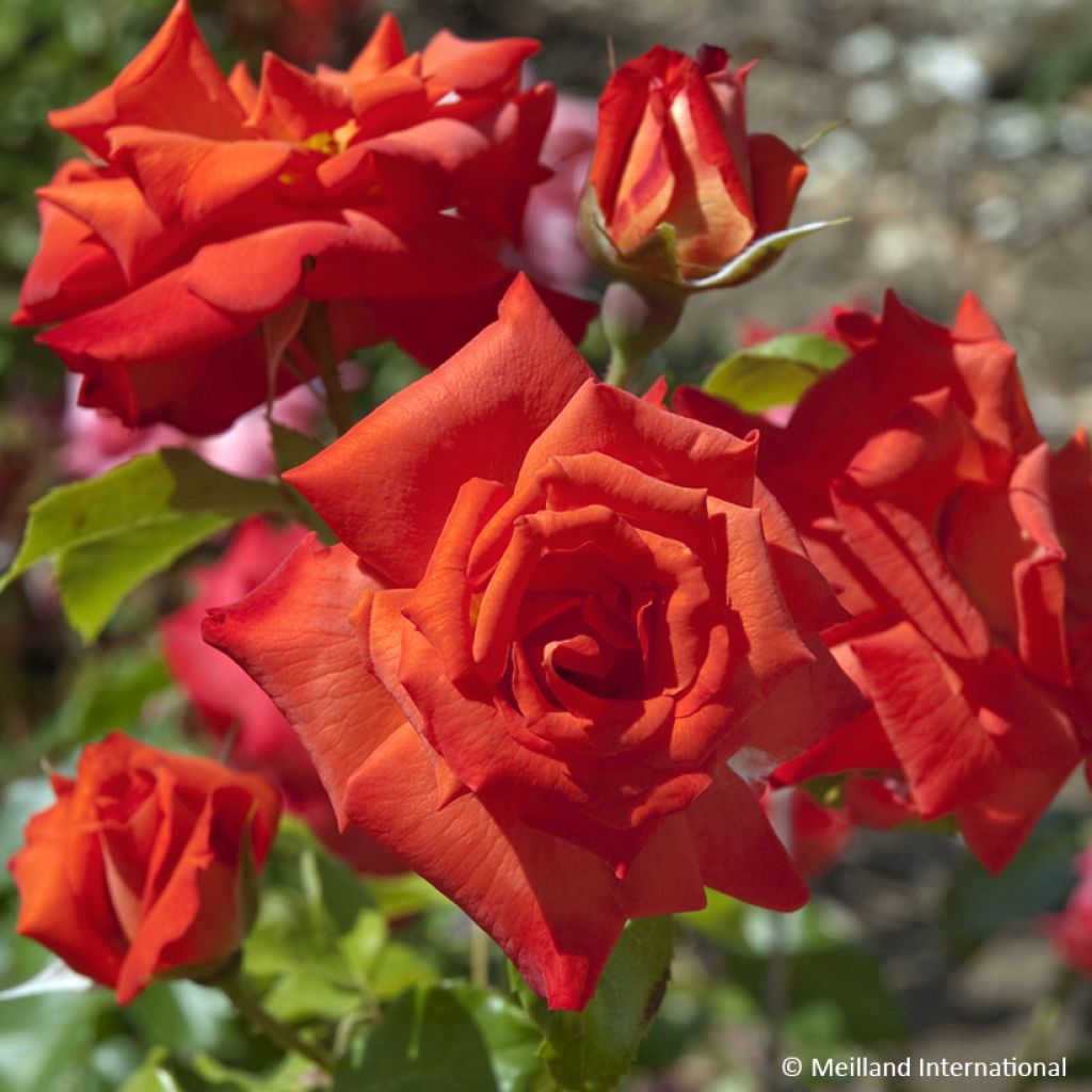 Rosier à fleurs groupées Rusticana