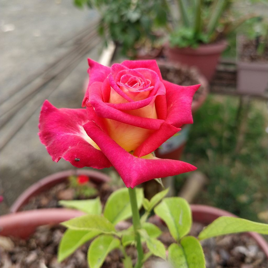 Rosier à grandes fleurs Bicolette