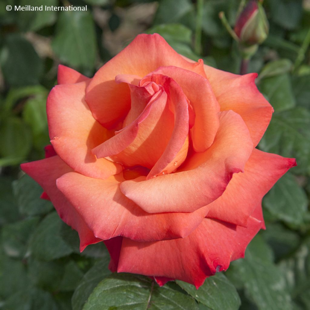 Rosier à grandes fleurs Christophe Colomb