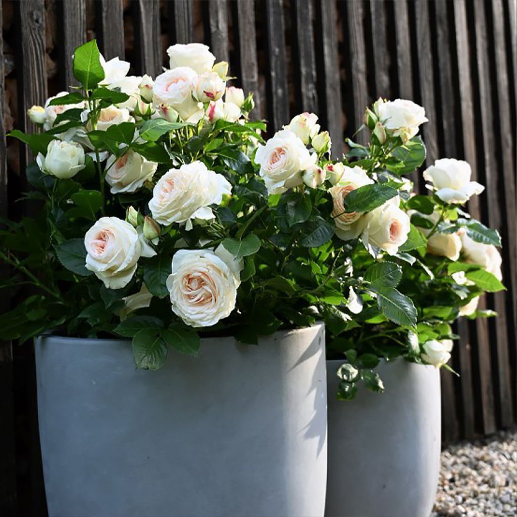 Rosier à grandes fleurs Holiday Island Key Largo