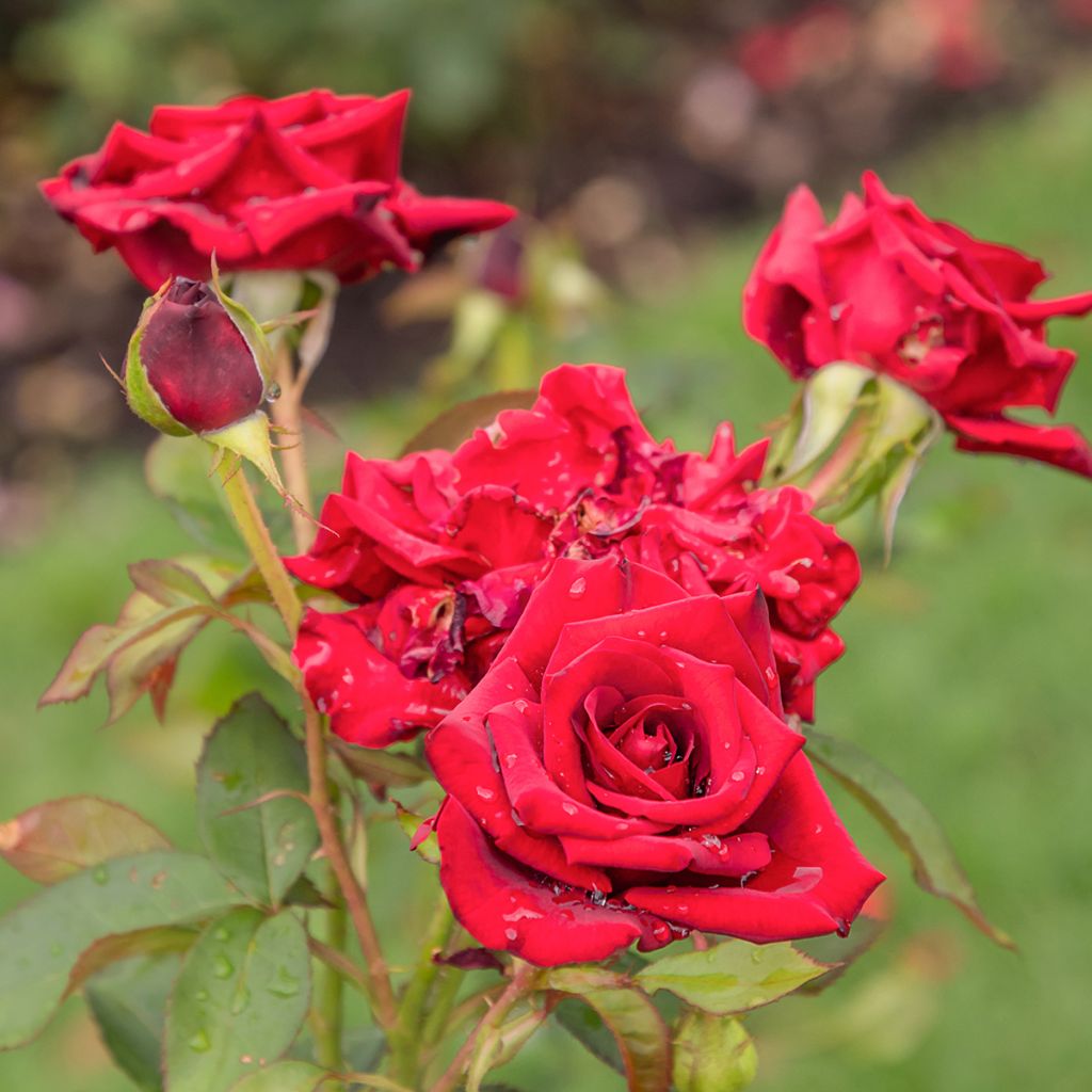 Rosier à grandes fleurs Mister Lincoln