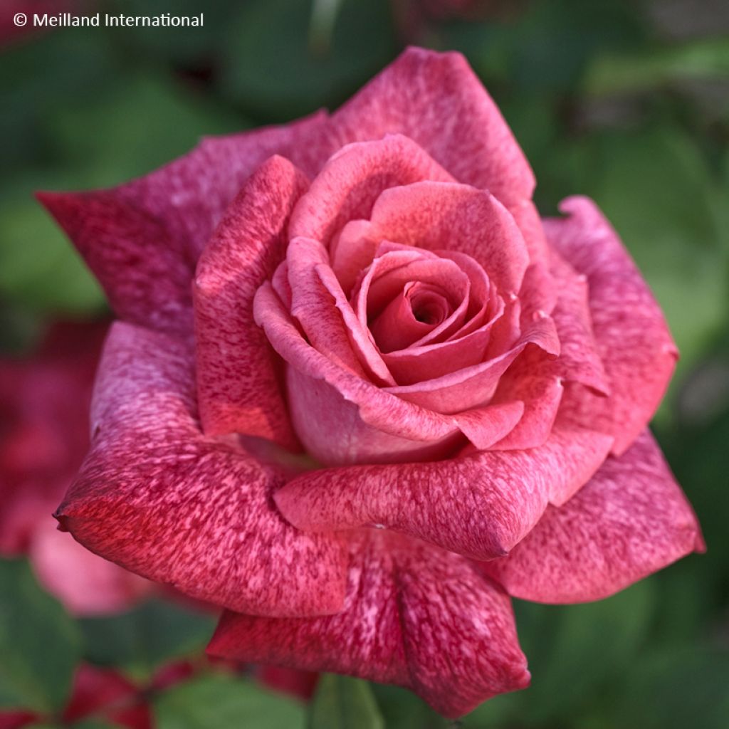 Rosier à grandes fleurs Pierre Cardin