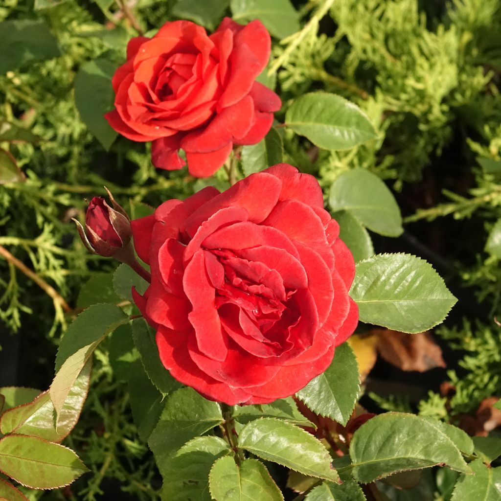 Rosier à grandes fleurs Terra Botanica 