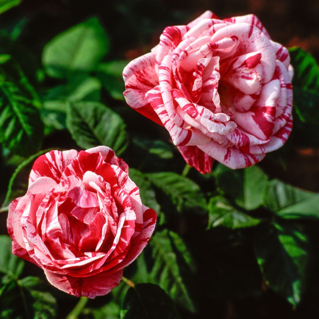 Rosier ancien Ferdinand Pichard