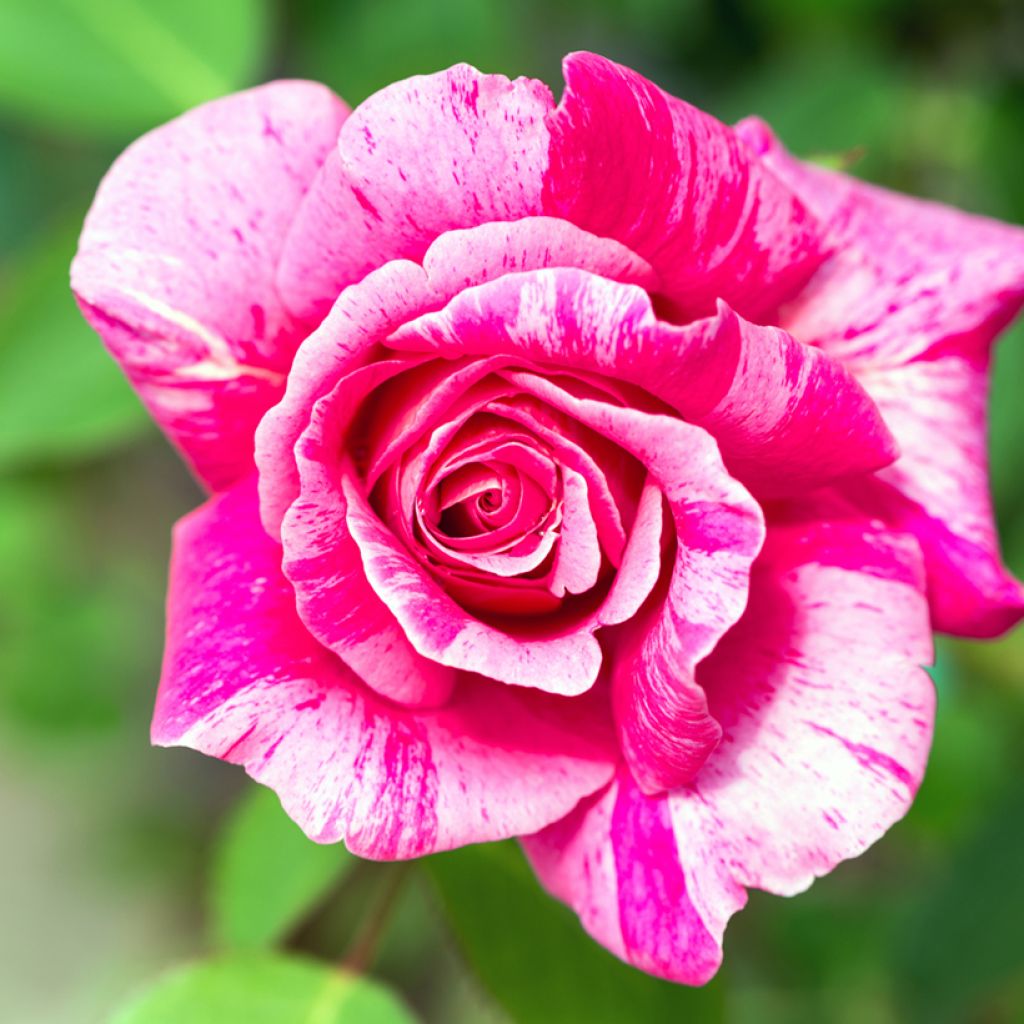 Rosier ancien Ferdinand Pichard