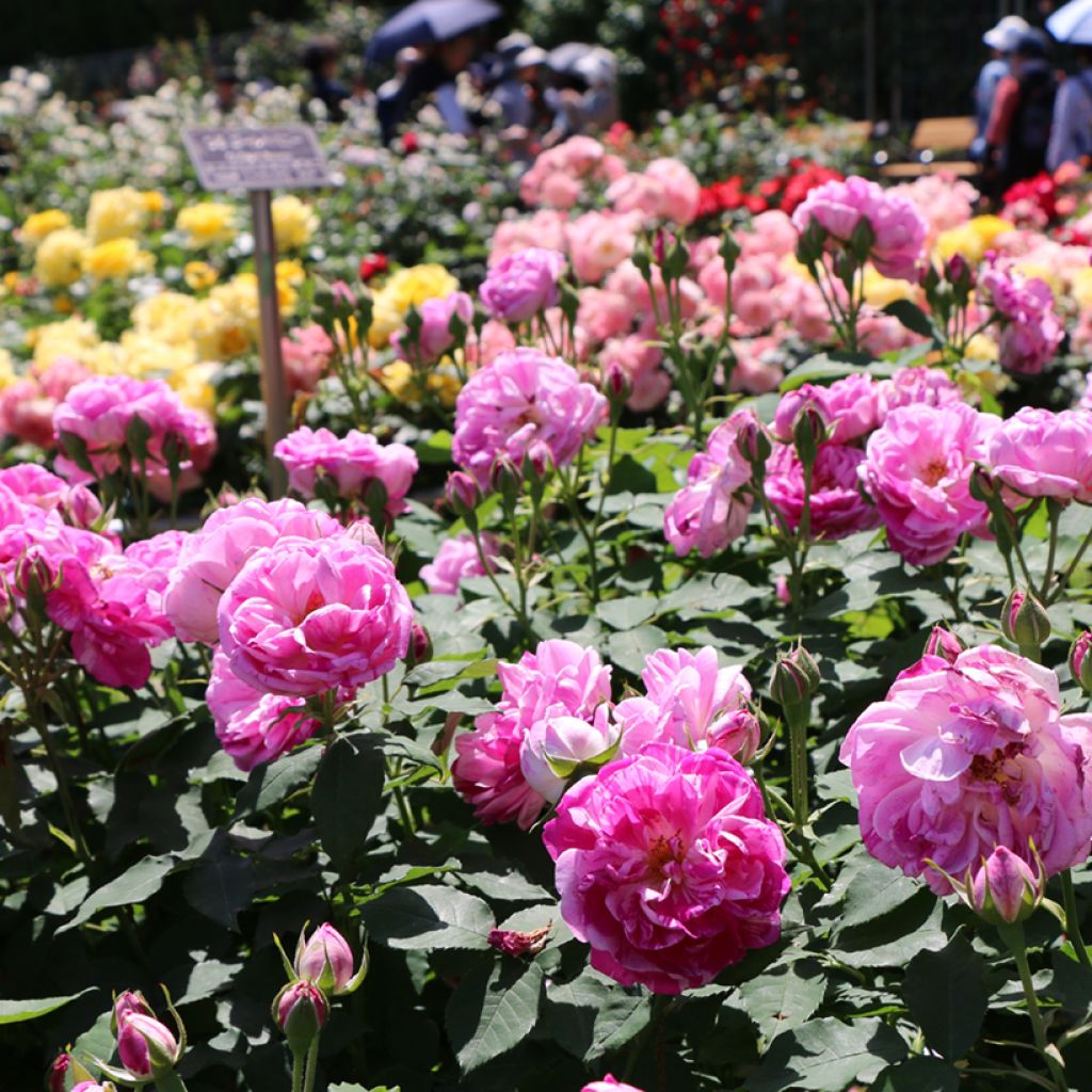 Rosier ancien Honorine de Brabant