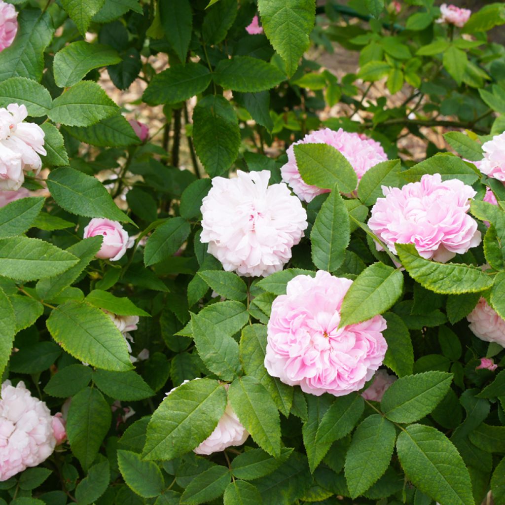 Rosier ancien Jacques Cartier 