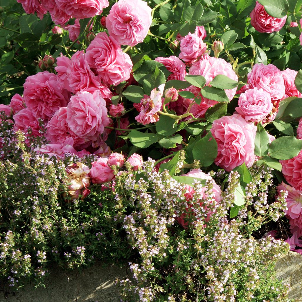 Rosier ancien Louise Odier