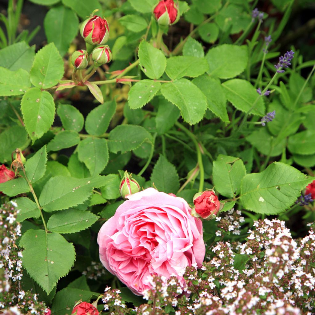 Rosier ancien Louise Odier