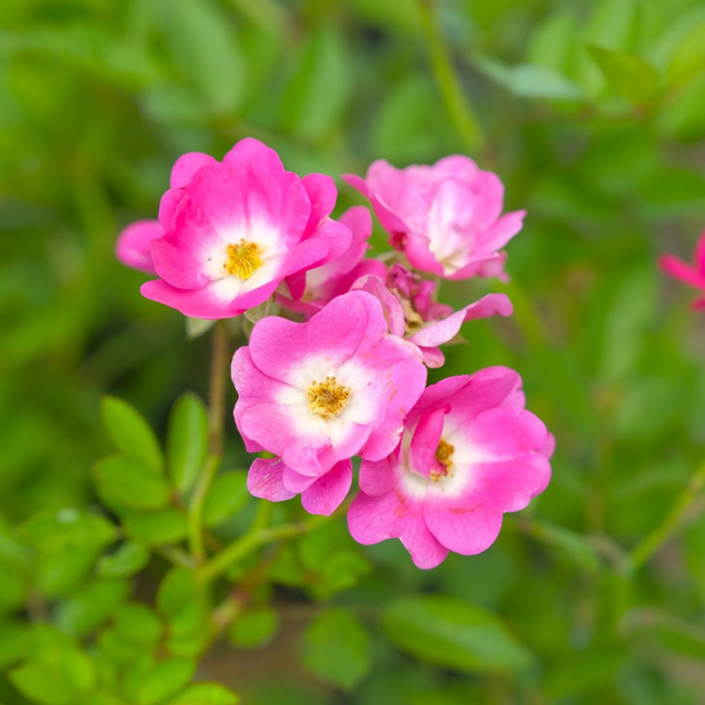 Rosier ancien Mozart