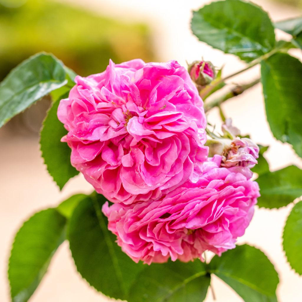 Rosier ancien Mrs John Laing