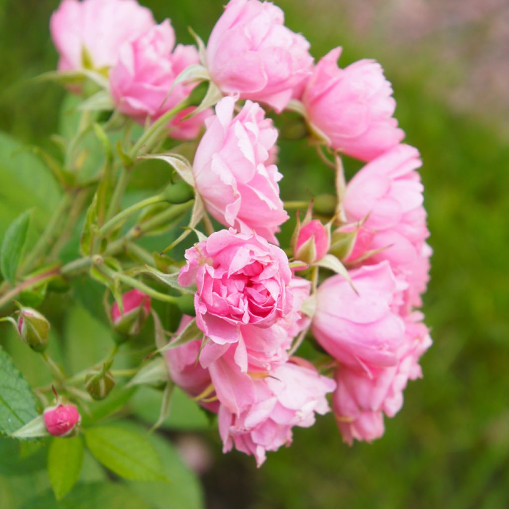 Rosier ancien Pink Grootendorst