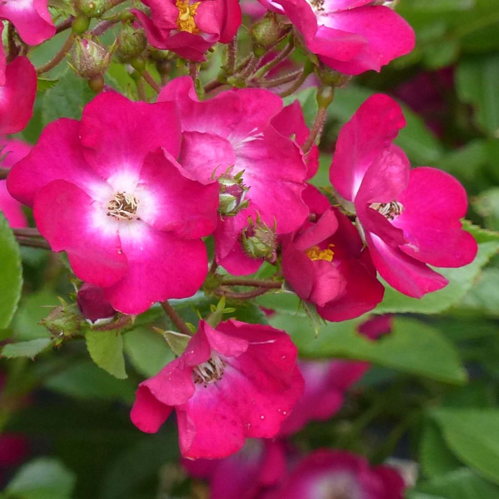 Rosier ancien Red Ballerina