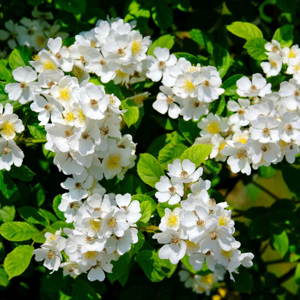 Rosier ancien Sally Holmes