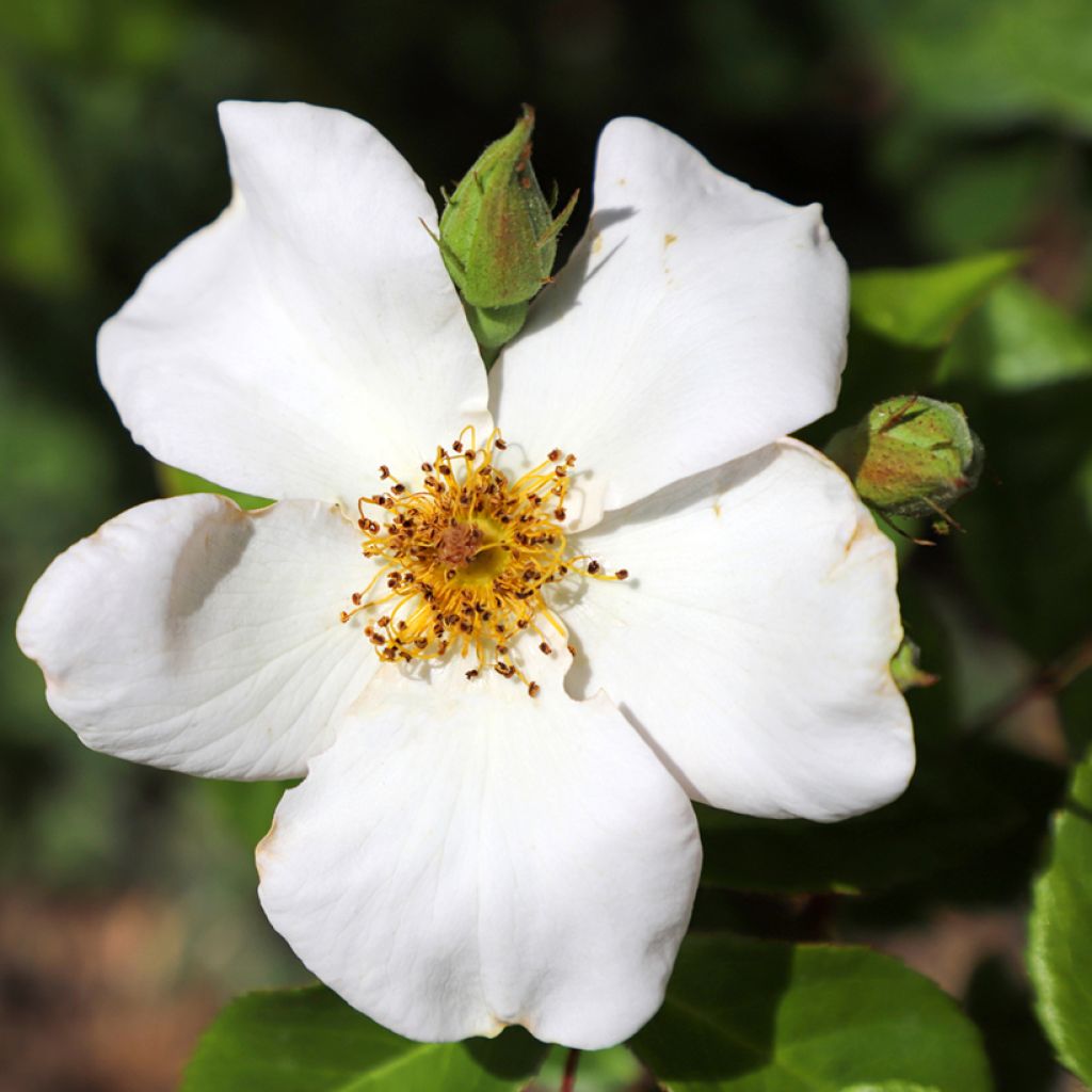 Rosier ancien Sally Holmes