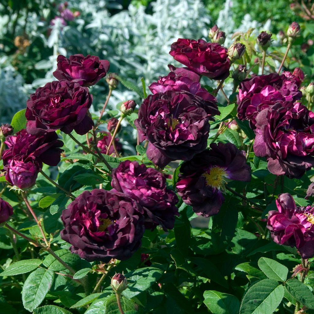 Rosier ancien Tuscany Superb