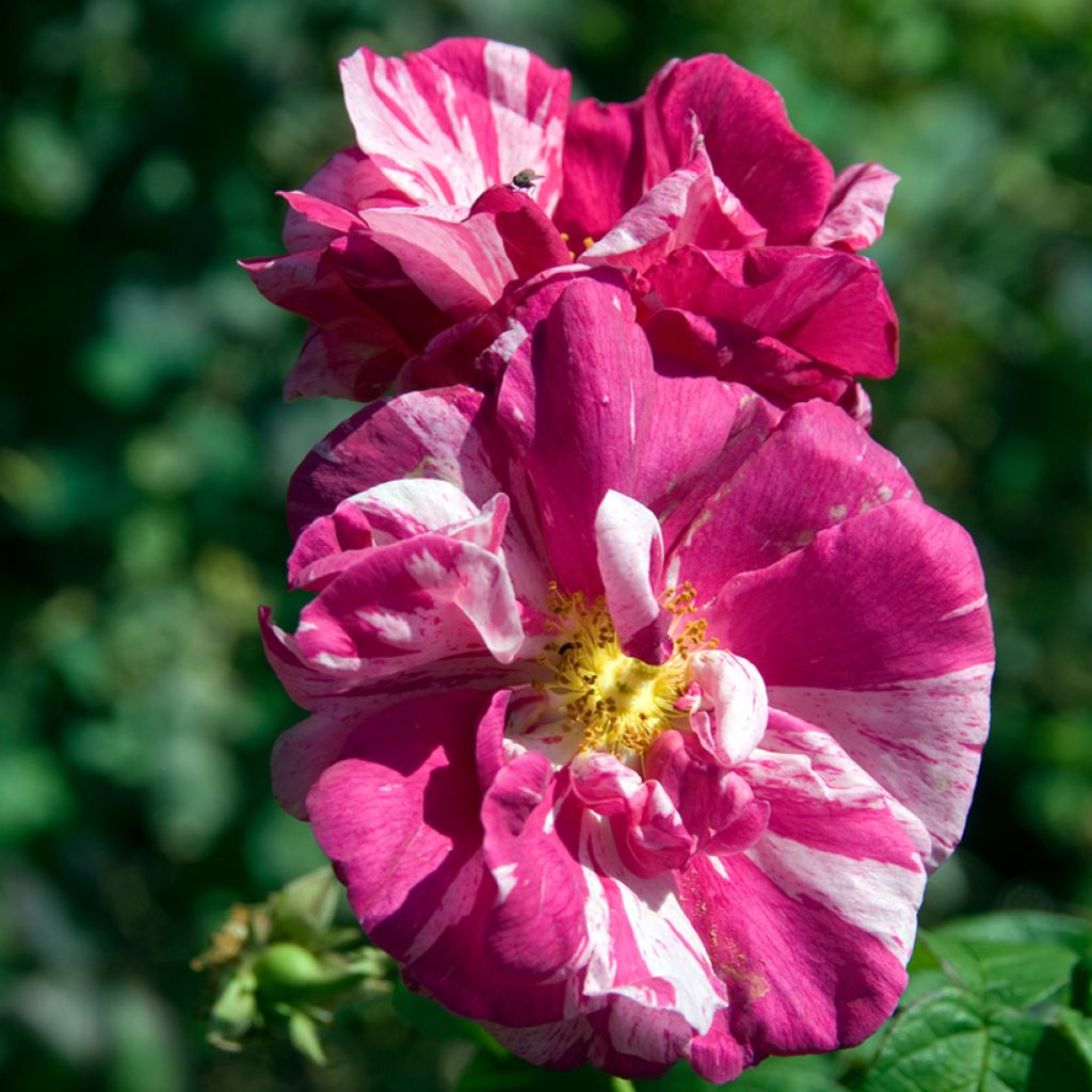 Rosier ancien gallica Versicolor