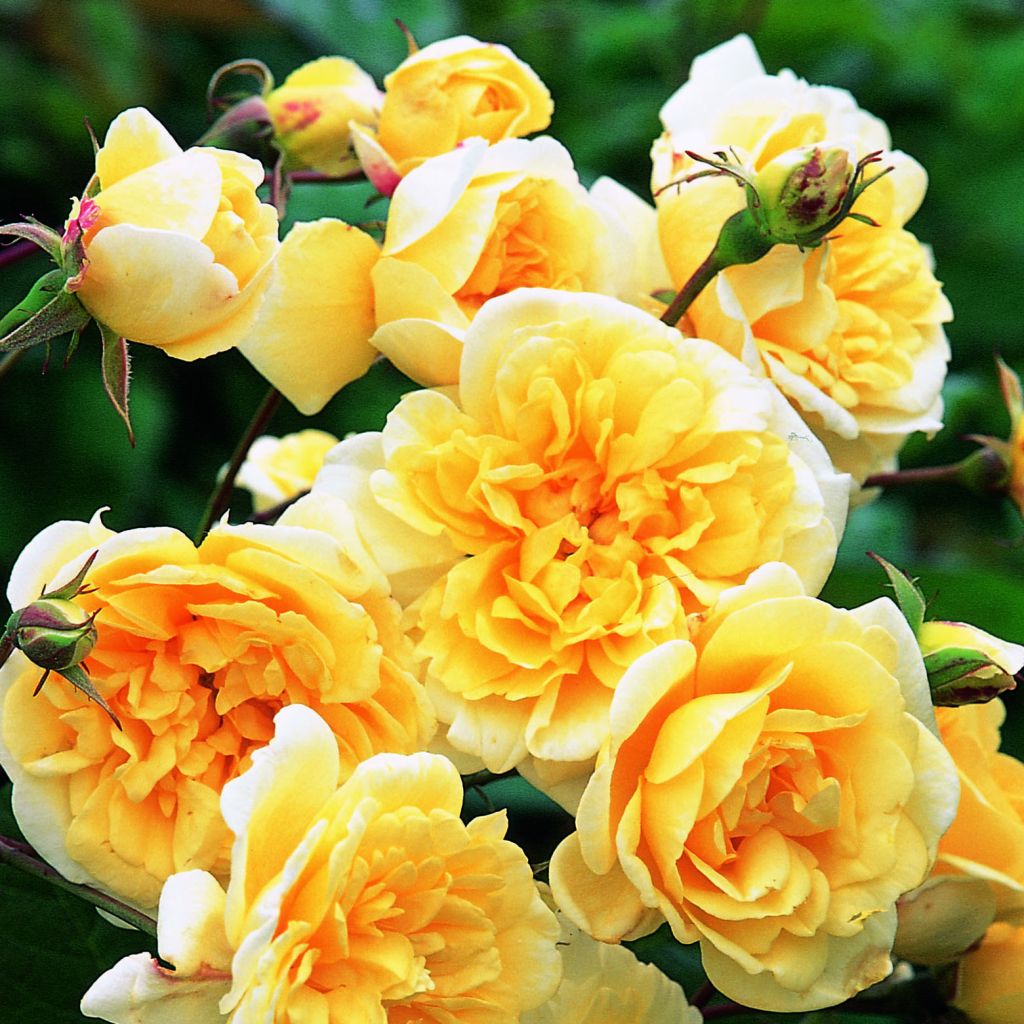 Rosier anglais Malvern Hills® - Auscanary