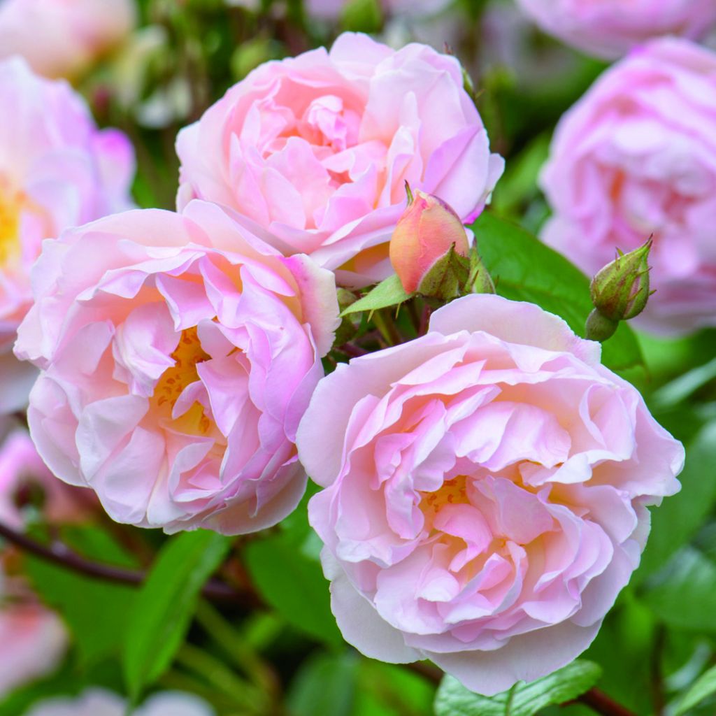 Rosier anglais The Lady of the Lake® - Ausherbert