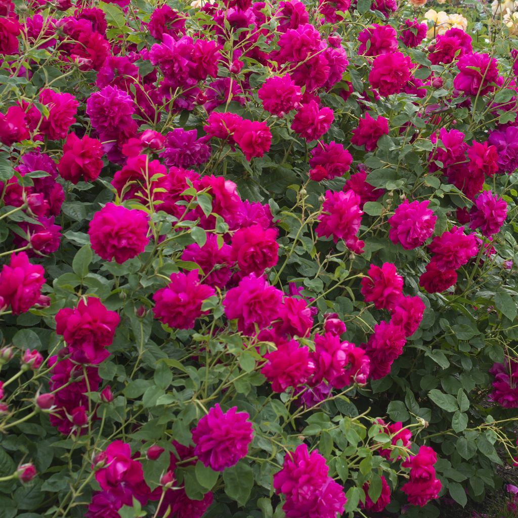 Rosier anglais Thomas à Becket® - Auswinston