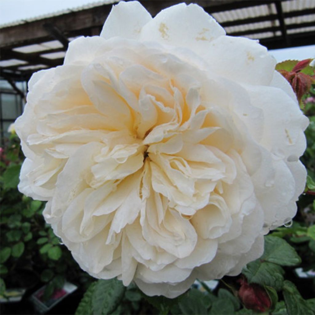 Rosier David Austin Tranquillity