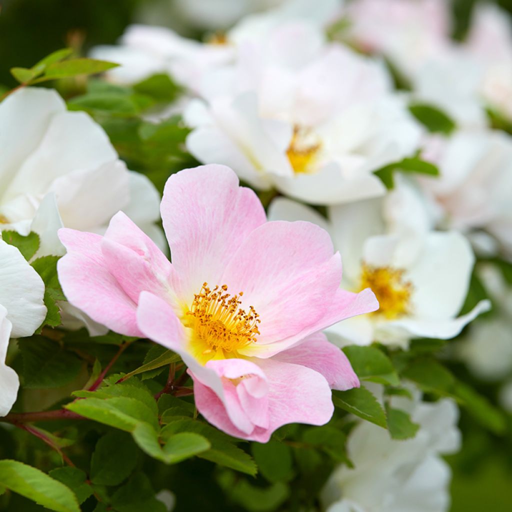 Rosier arbustif Nevada