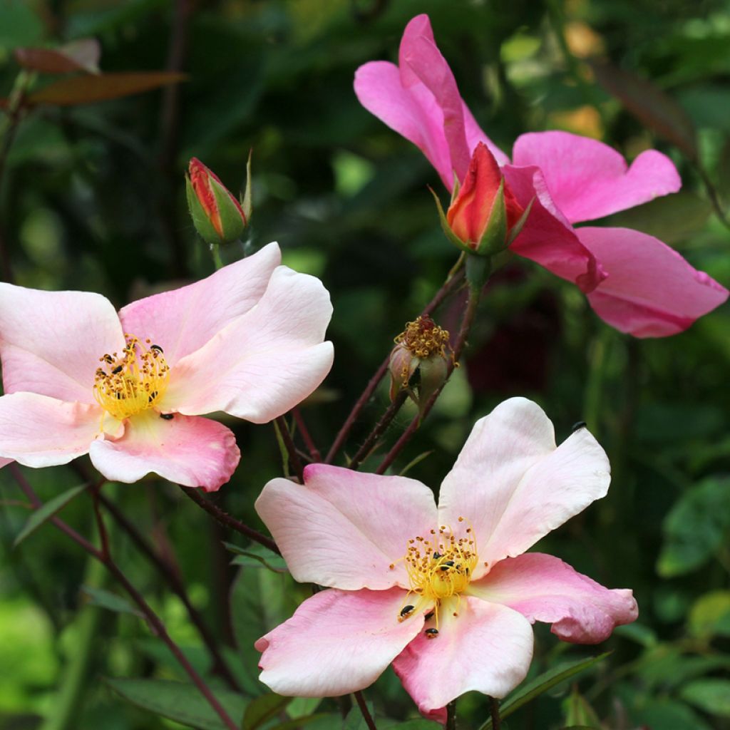 Rosier botanique - Rosa chinensis Mutabilis