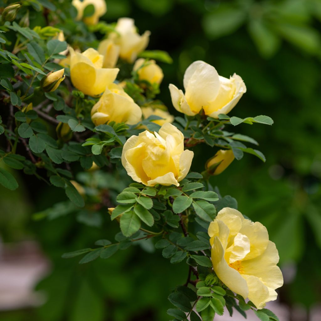 Rosier botanique - Rosa hugonis
