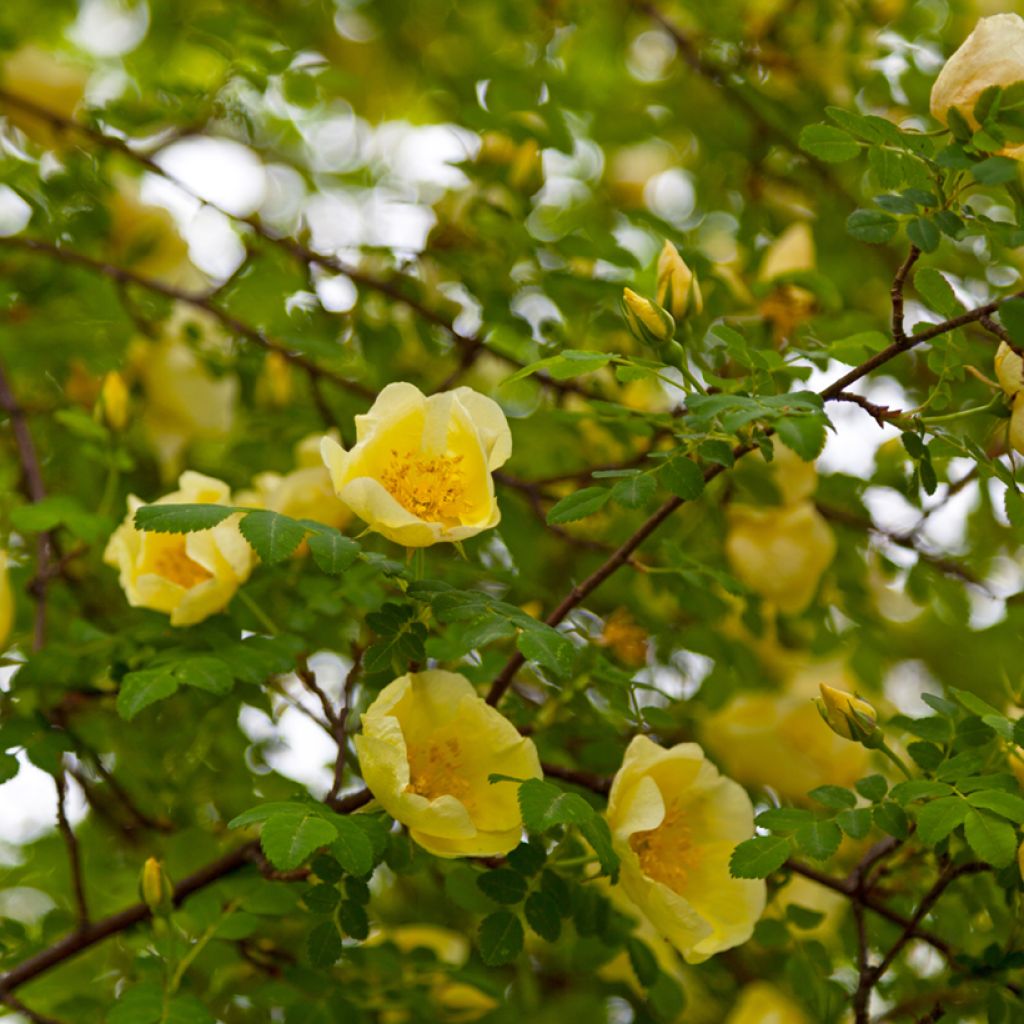 Rosier botanique - Rosa hugonis