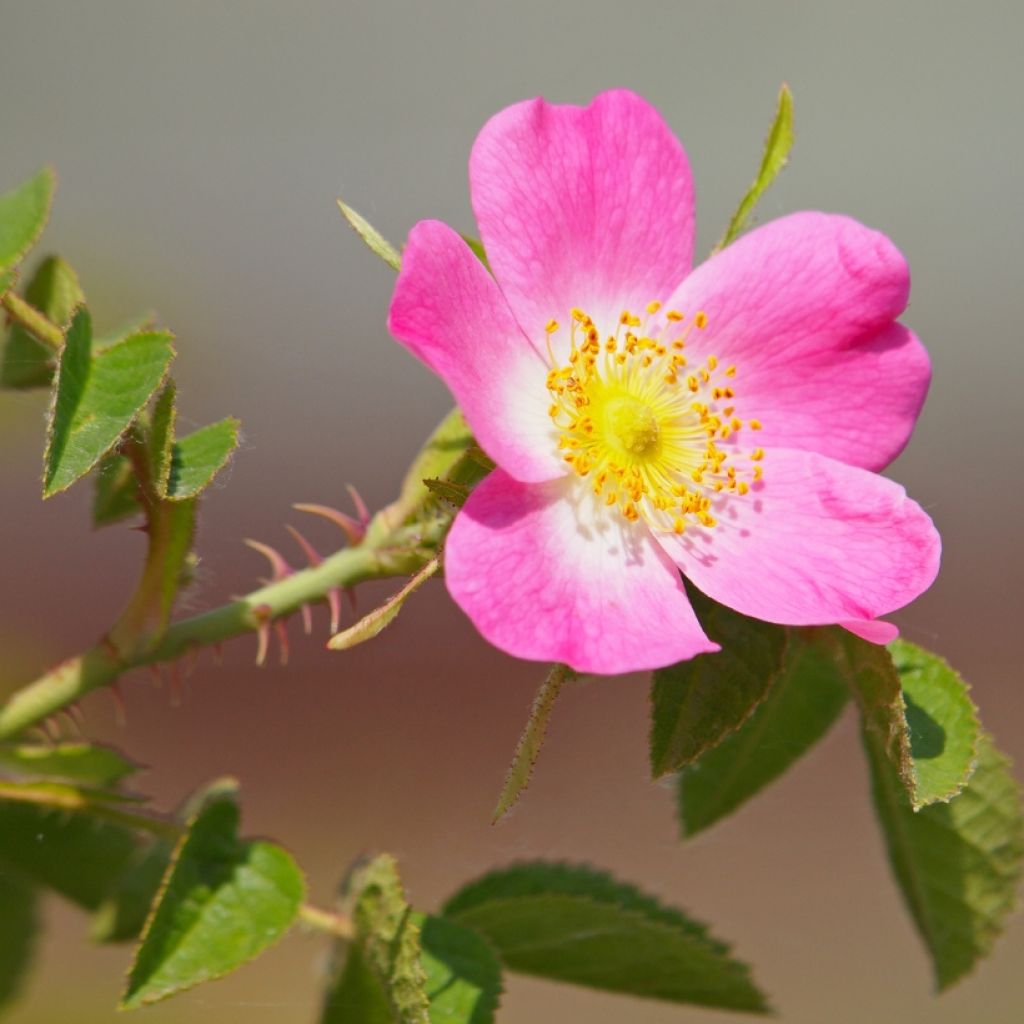 Églantier - Rosa canina