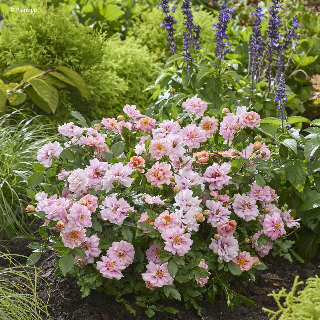 Rosier couvre-sol Amirose