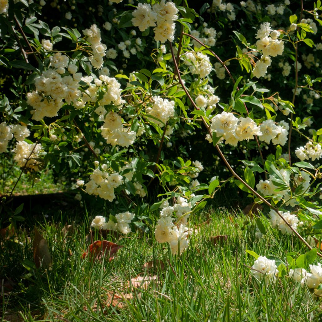 Rosier de Banks Lutea - Rosa banksiae