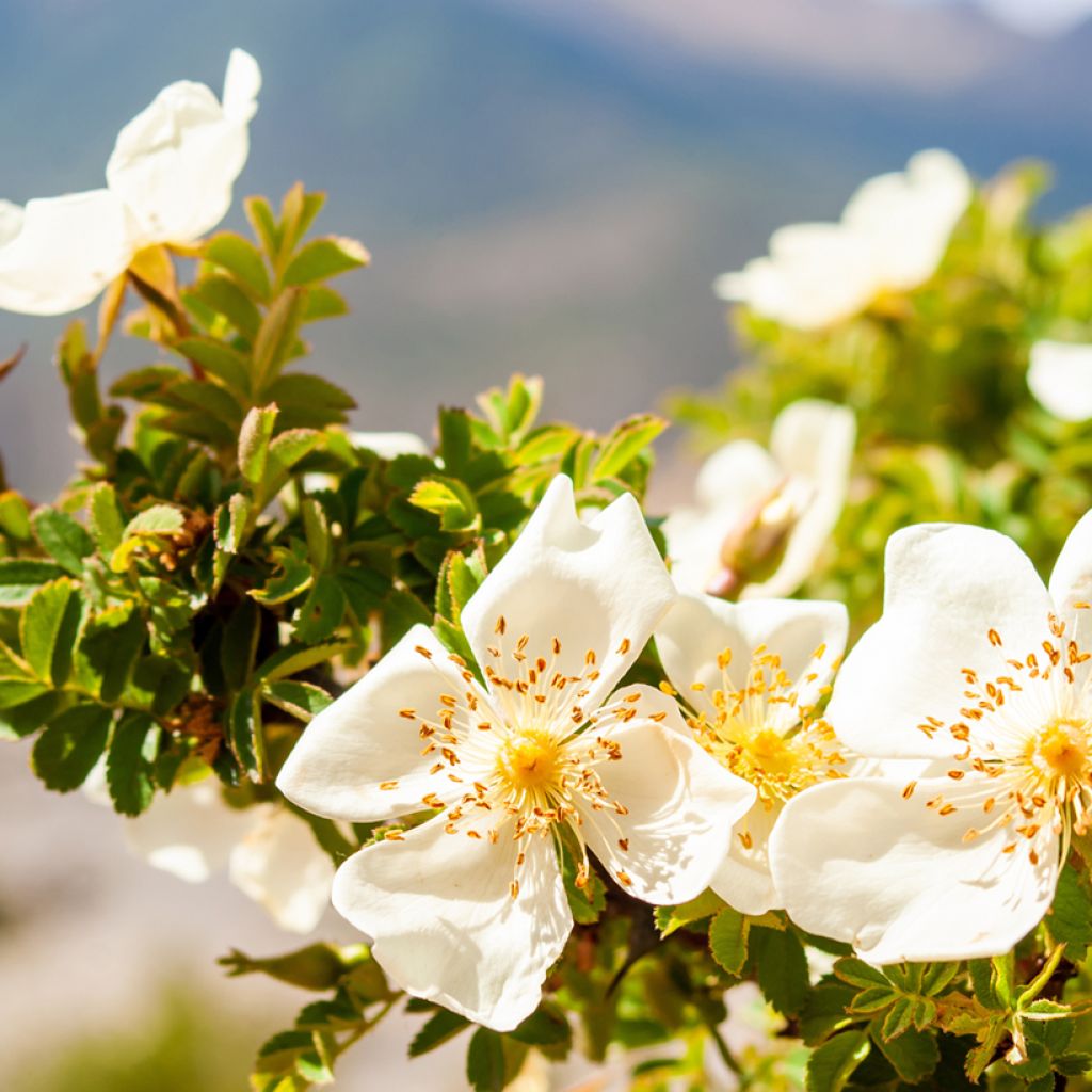 Rosier des champs - Rosa arvensis